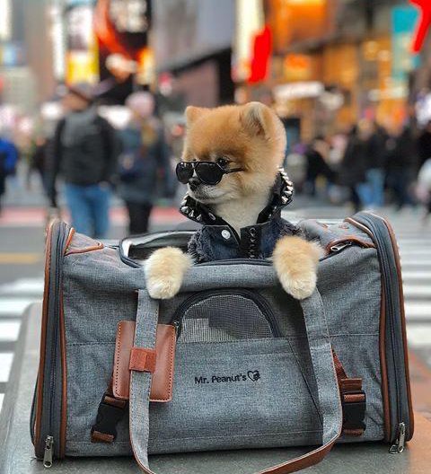 First Class Comfort for Pets